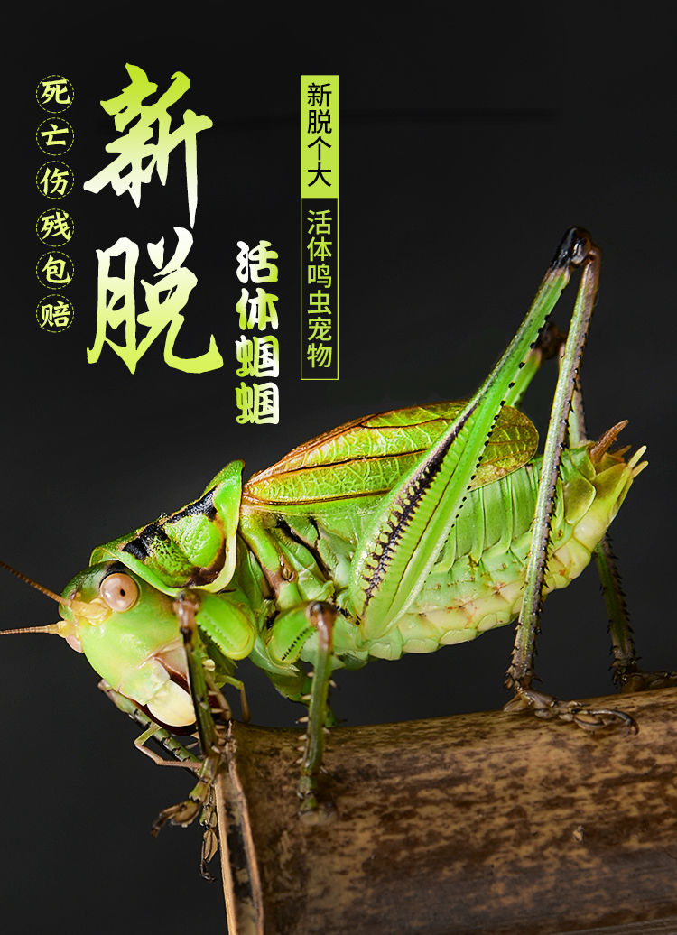 《【天津蝈蝈】蝈蝈活体 精品鸣虫蝈蝈 新脱活体铁皮大肚子叫蝈蝈