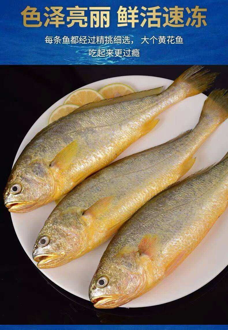 【海捕】青岛纯小黄花鱼新鲜冷冻非养殖海鲜水产整箱批发【2月20日发