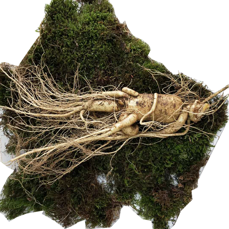 单支100g//新鲜大人参 山地参人叁长白山特大泡酒参大个带土鲜参