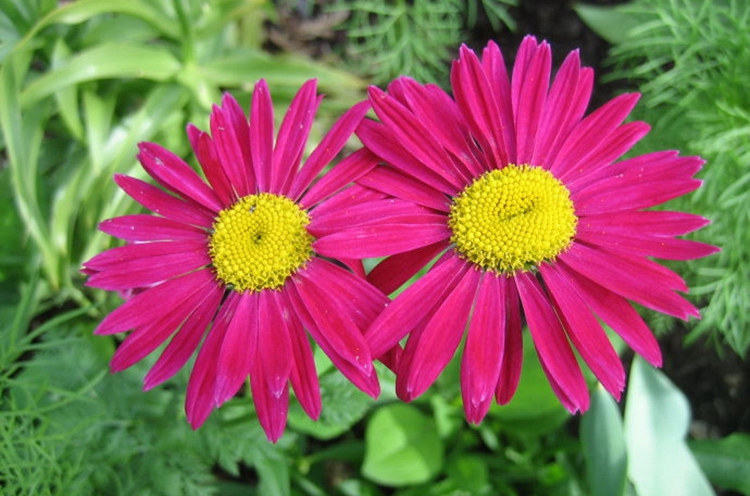 除虫菊种子驱蚊驱虫菊防蚊驱蚊花多年生花种籽子盆栽花卉花种子 除虫