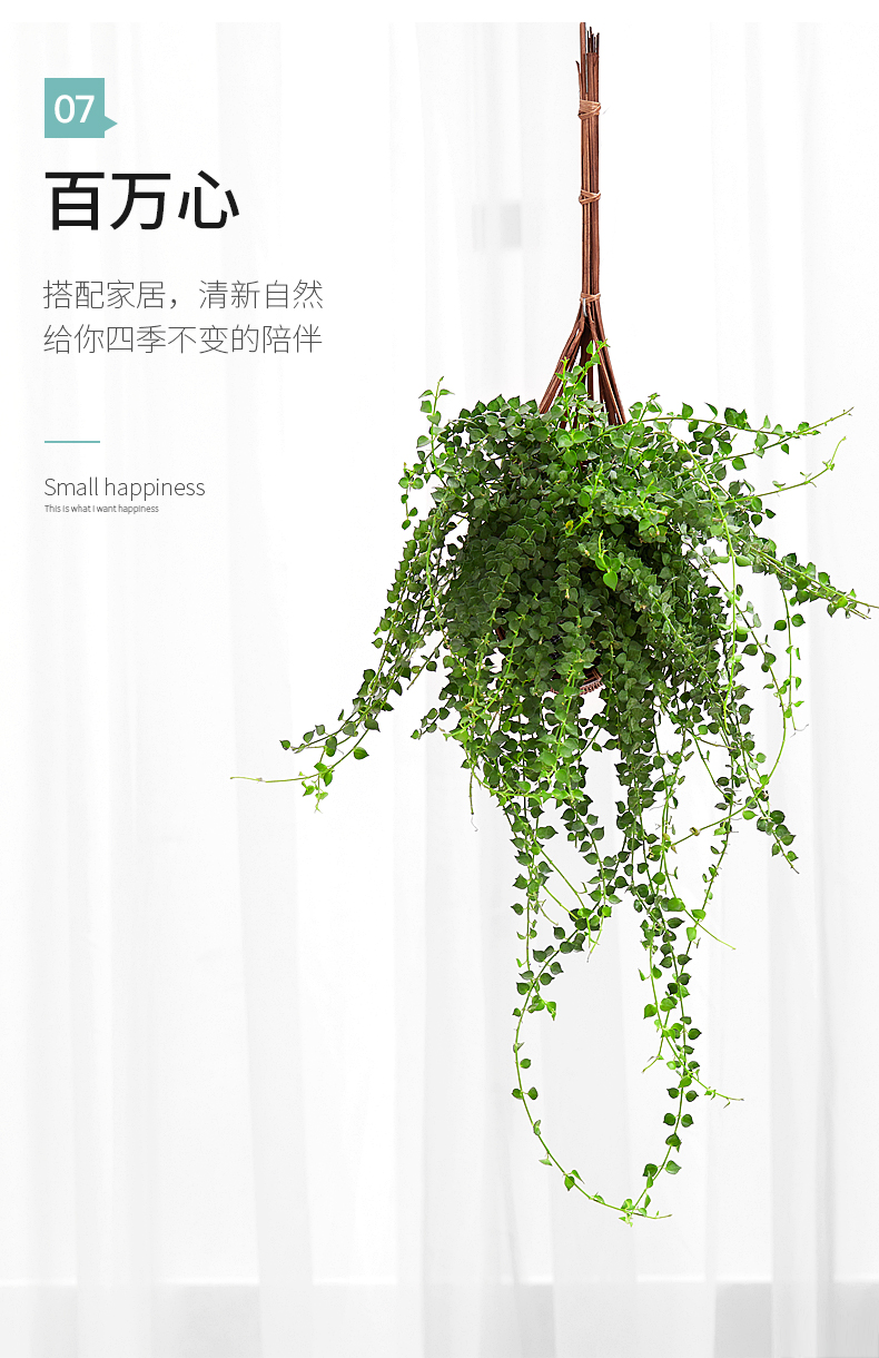 情人泪吊兰植物吊蓝花卉悬挂垂吊室内植物绿植盆栽新款盆景爱之蔓