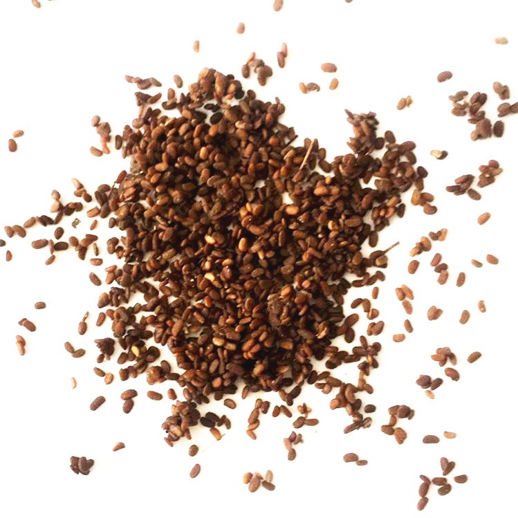 野生刺嫩芽刺老芽东北山区特产山菜刺嫩芽种子山野菜种苗