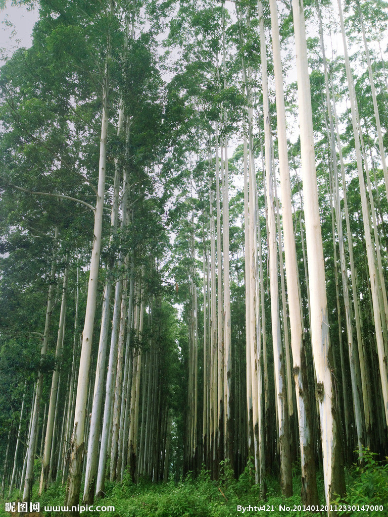 子暄新速生桉树种子油桉种子蓝桉巨桉大小叶桉澳洲杏仁桉尾叶桉广林