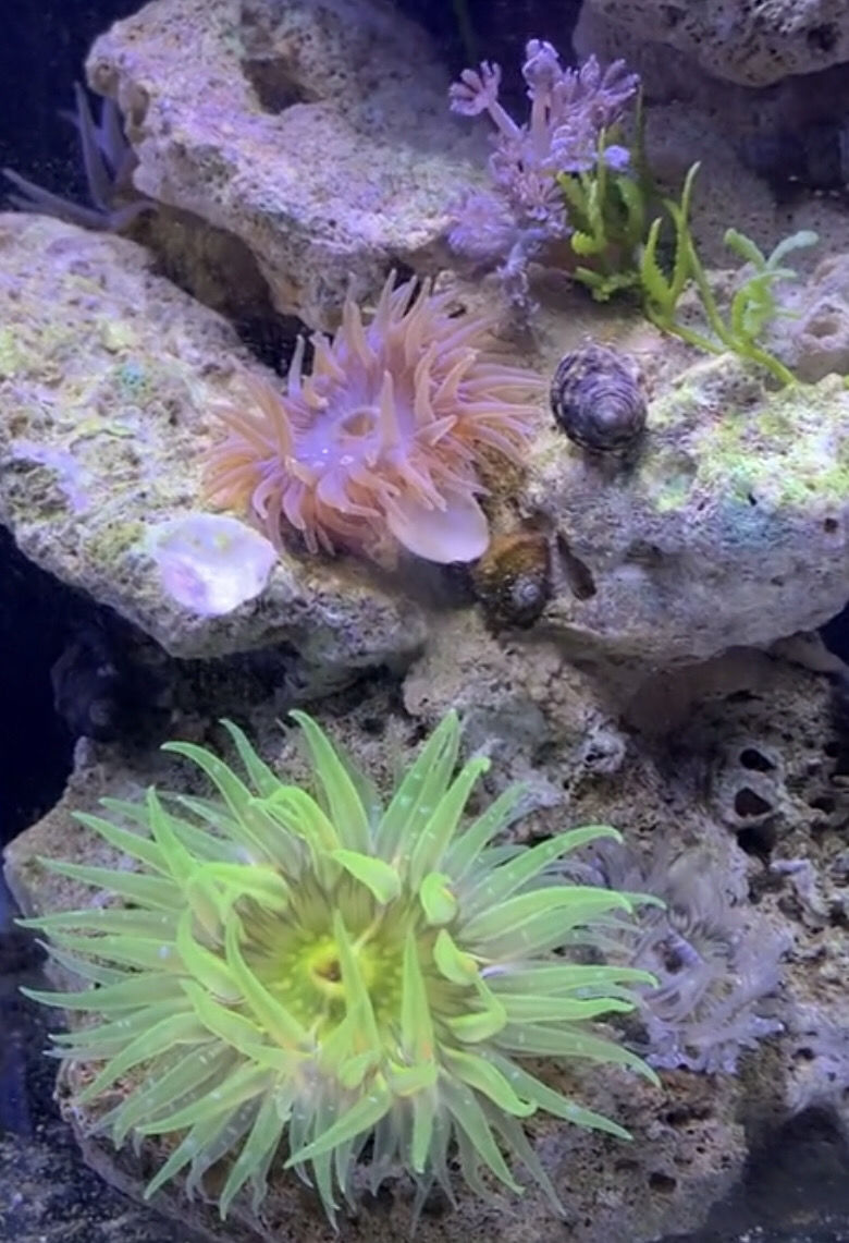 海葵海缸寵物生物活珊瑚造景海草海星觀賞海水魚尼莫小丑魚海葵專用