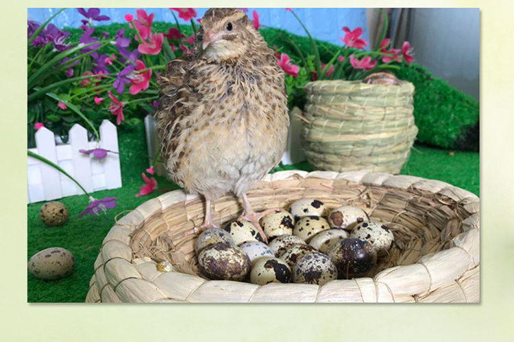 宠物鸟鸟鹌鹑下蛋鹌鹑青年鹌鹑下蛋鸟手养鹌鹑鹌鹑苗