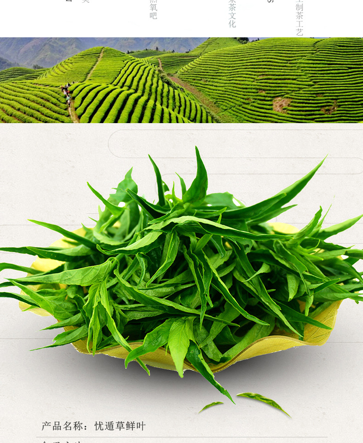 忧遁草干叶鳄嘴花黎王草茶小叶种优遁草