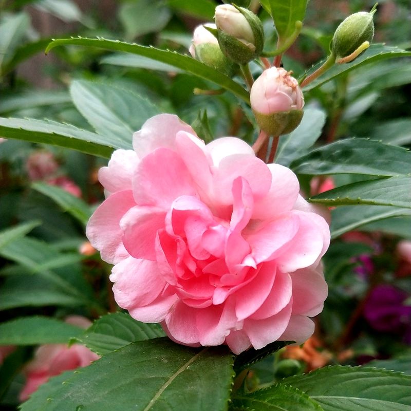 茶花凤仙花种子重瓣指甲花春秋四季开花庭院室内阳台盆栽花卉种籽粉