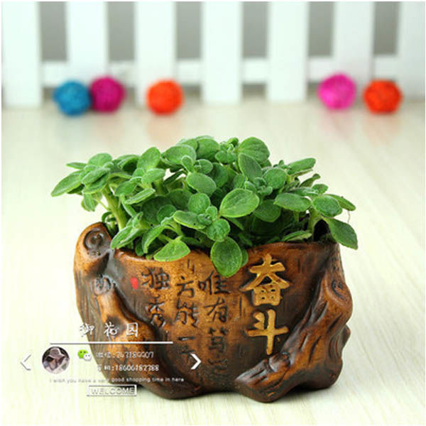 碰碰香盆栽一抹香香草多肉植物驱蚊驱虫净化空气绿植花卉含招财猪不含