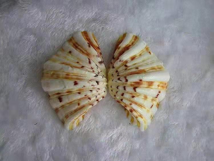 天然海底荷花贝创意家居摆件收藏送礼工艺品天然海螺贝壳鱼缸造景1113