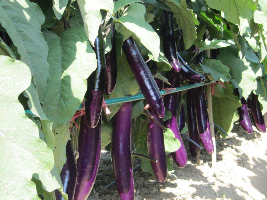 新鲜长茄子 紫茄子 大茄子 农家自种黑嫩现摘蔬菜 5斤装