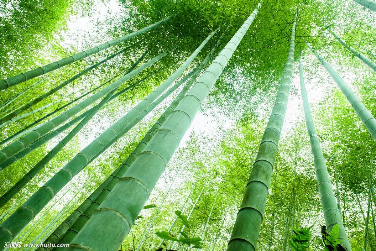 子喧毛竹种子青竹苗刚竹四季竹子雷竹食用竹笋大青竹毛竹种子