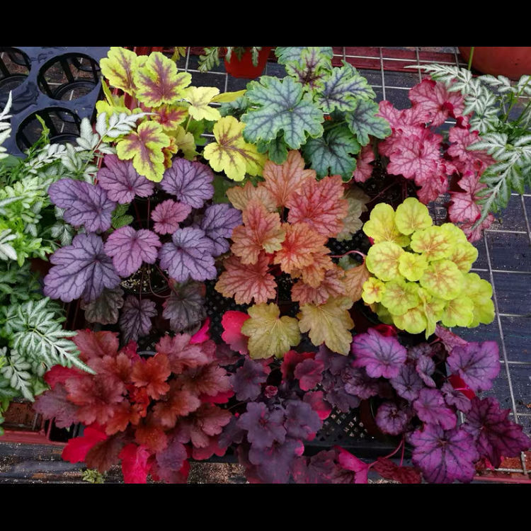 矾根彩叶草观叶绿植物花卉盆栽室内外耐热寒四季阳台花园庭院好养樱桃