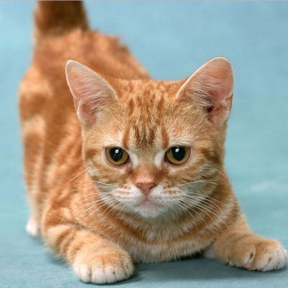 橘色森林猫图片