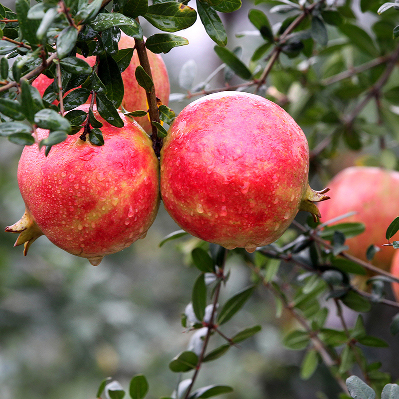 靓果汇陕西特产临潼甜石榴中一件198元起鲜甜多汁