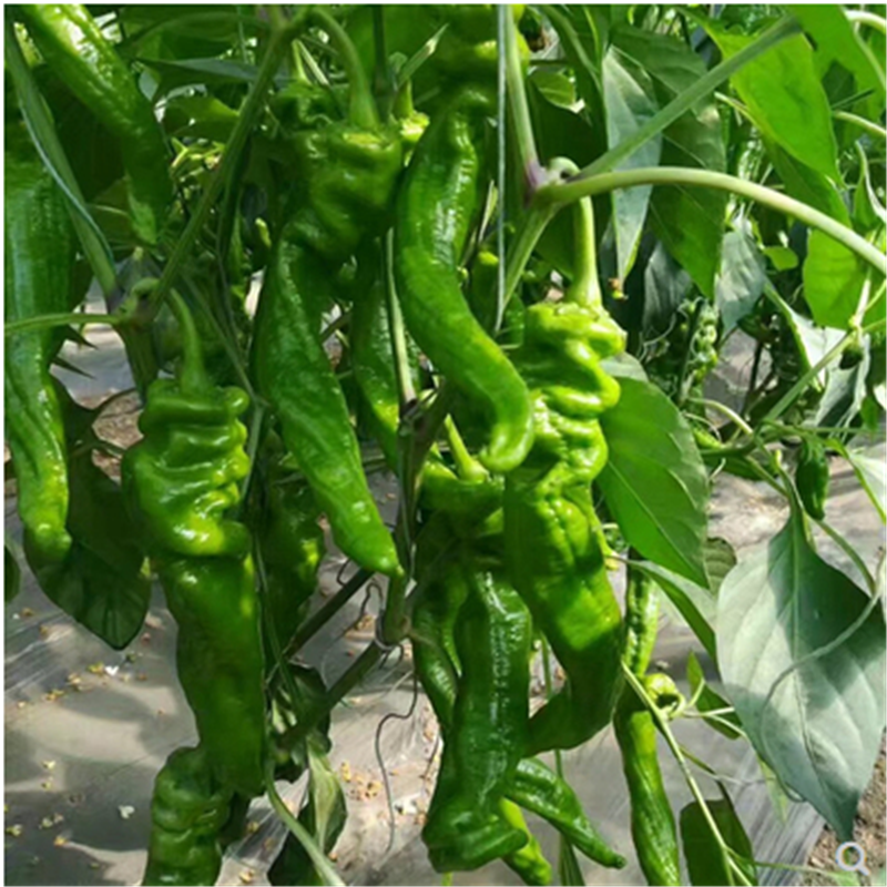南螺2号辣椒种子螺丝椒种子尖椒超辣四季种植食用盆栽辣椒种籽孑