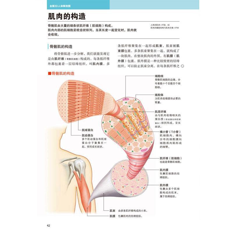 全新正版全新3d人体解剖图