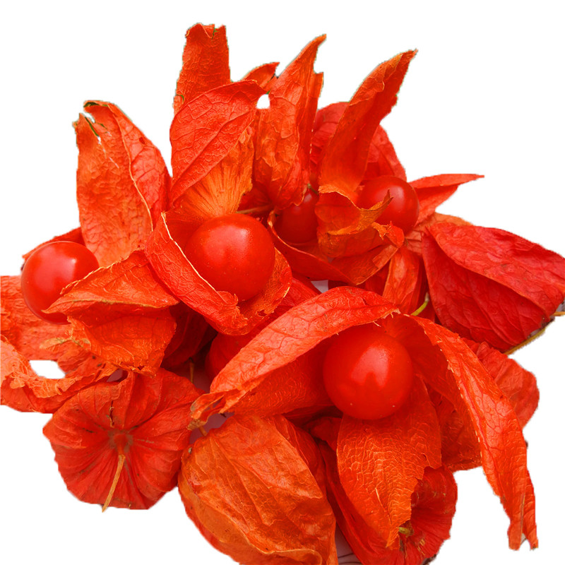 超级新品 红姑娘果 2斤 苦姑娘 灯笼果 锦灯笼山 红菇娘 挂金灯皮果