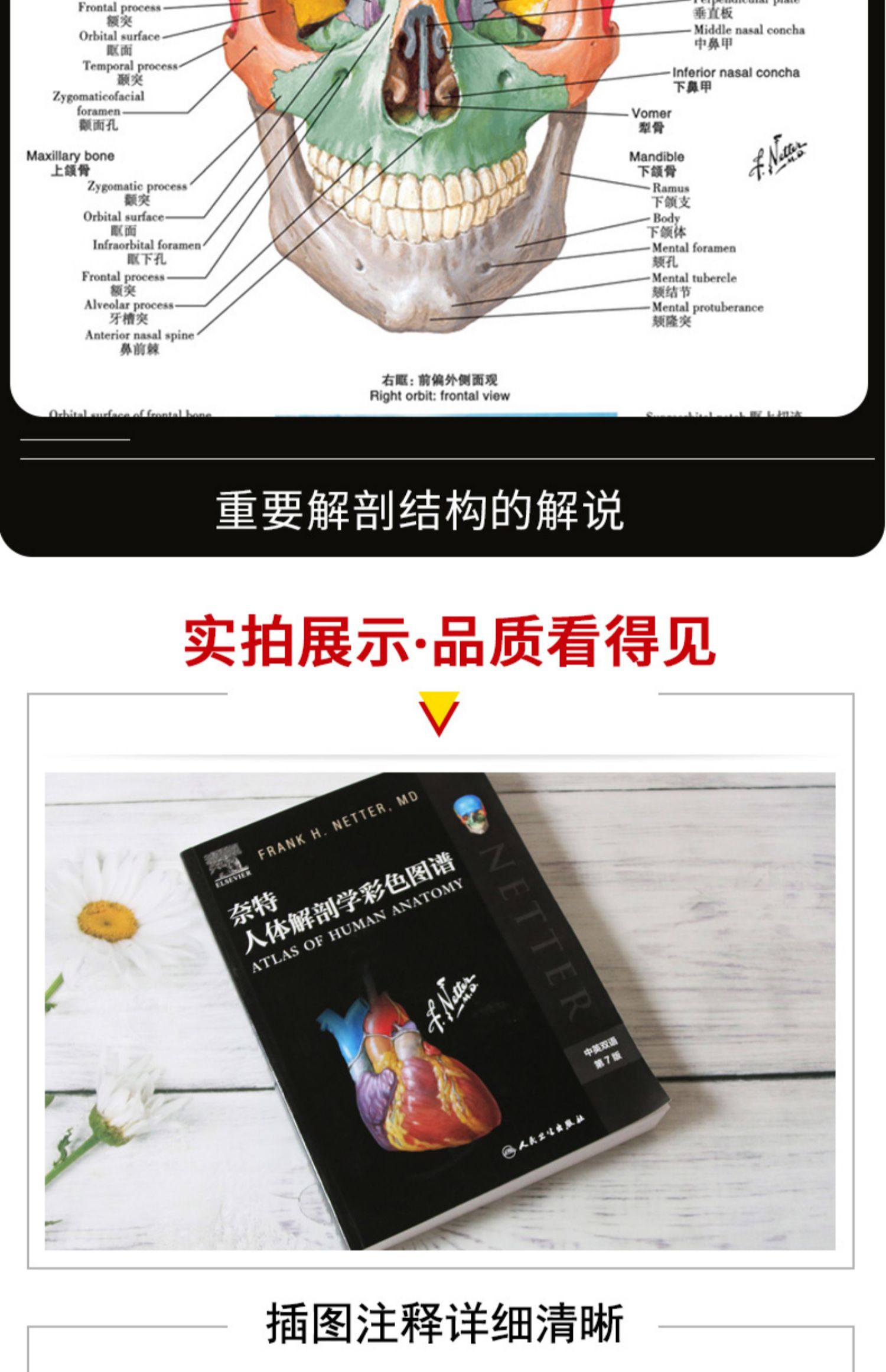 惠典正版奈特人体解剖学彩色图谱第七版第7版解剖学彩色图谱医学生