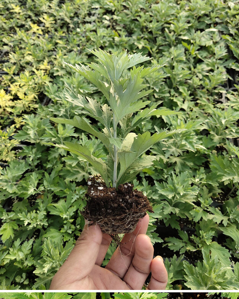 艾草苗爱艾叶艾蒿草新鲜植物种苗种籽孑子盆栽种植驱蚊草带根幼苗香