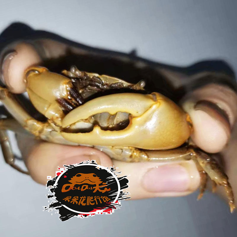 紫罗兰束腰蟹观赏蟹南海溪蟹田蟹溪蟹淡水蟹观赏蟹相手蟹将军蟹特惠特