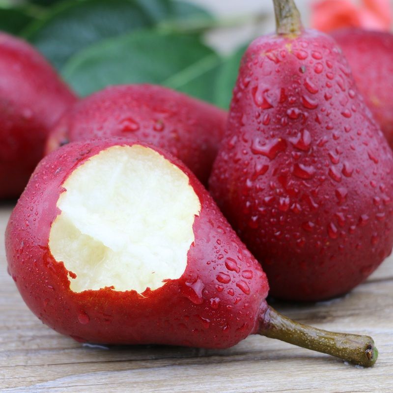 甜糯多汁现摘红啤梨85斤单果80200克新鲜应季水果软梨子