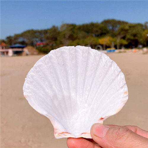 diy彩绘画涂鸦小号海螺烧烤幼儿园活动鱼缸天然特大白扇贝壳1片大白