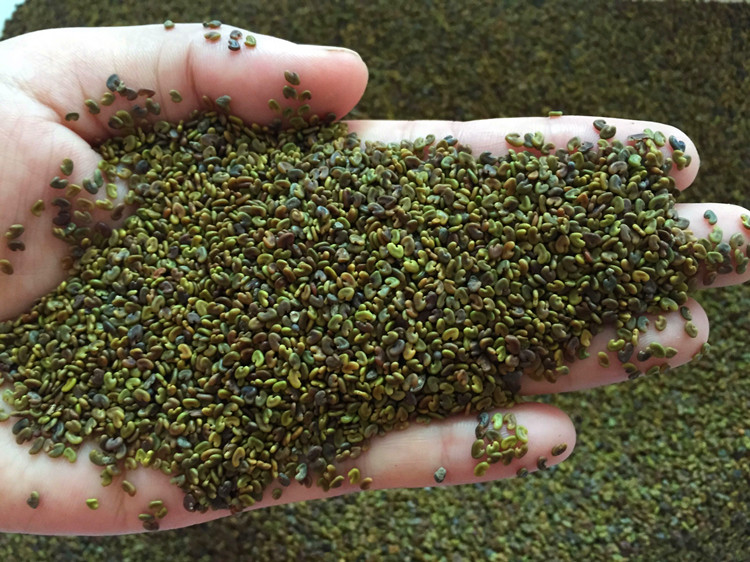 紫云英种子红花籽食用野菜养蜂蜜源果园绿肥高产植物牧种子包衣紫云英