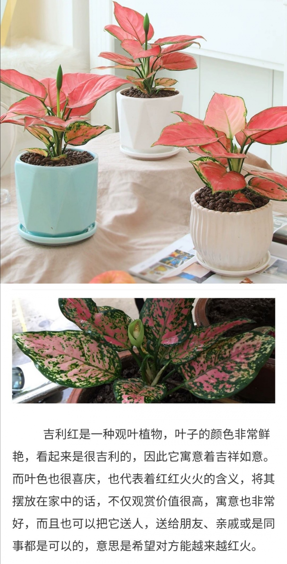 竹芋吉利红如意皇后万年青室内盆栽绿植室内好养客厅办办公桌摆件