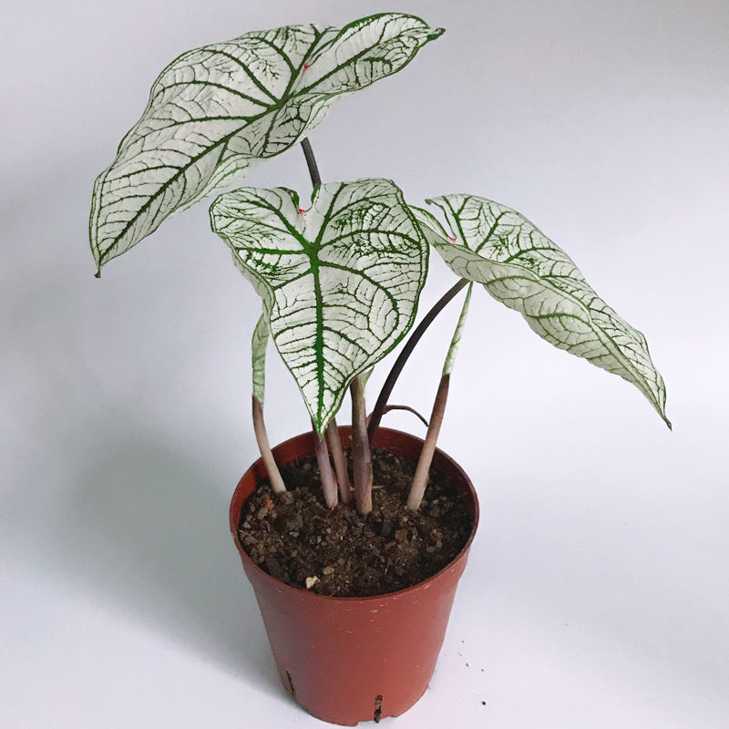 彩叶芋七彩竹芋盆栽白色恋人观叶植物盆栽室内好养客厅宿舍小盆栽孔雀