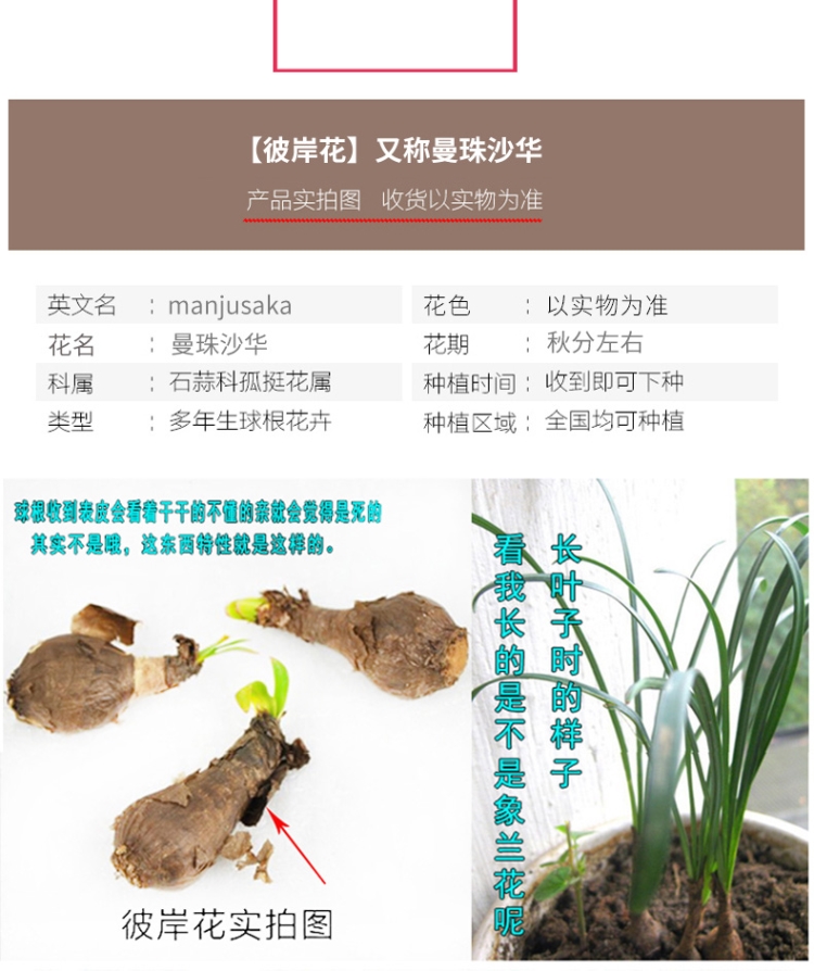 子喧十颗曼珠沙华彼岸花石蒜种子花卉盆栽绿植曼陀罗种球植物开花带根