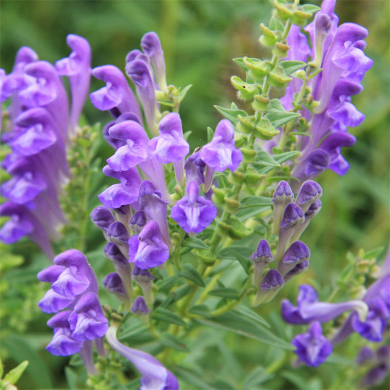 子暄芩种子药材种子植物花卉种子