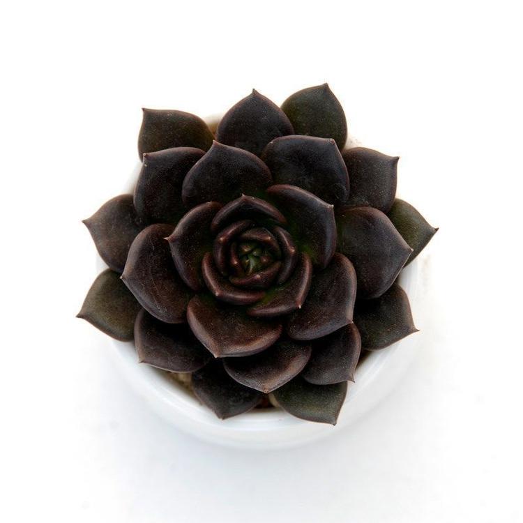 艺呈(yicheng)绿植盆栽 yicheng超大黑王子多肉植物办公室阳台净化