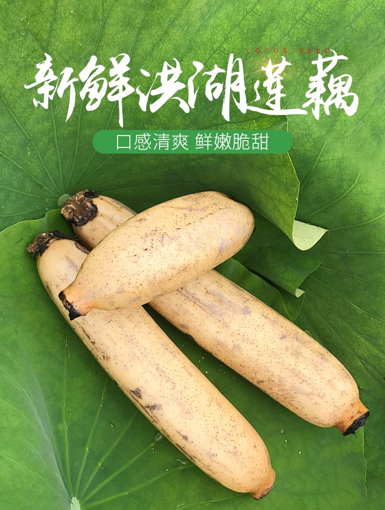 2kg(普通快递) 洪湖莲藕 新鲜莲藕湖北特产带泥新花藕清炒即食脆藕菜