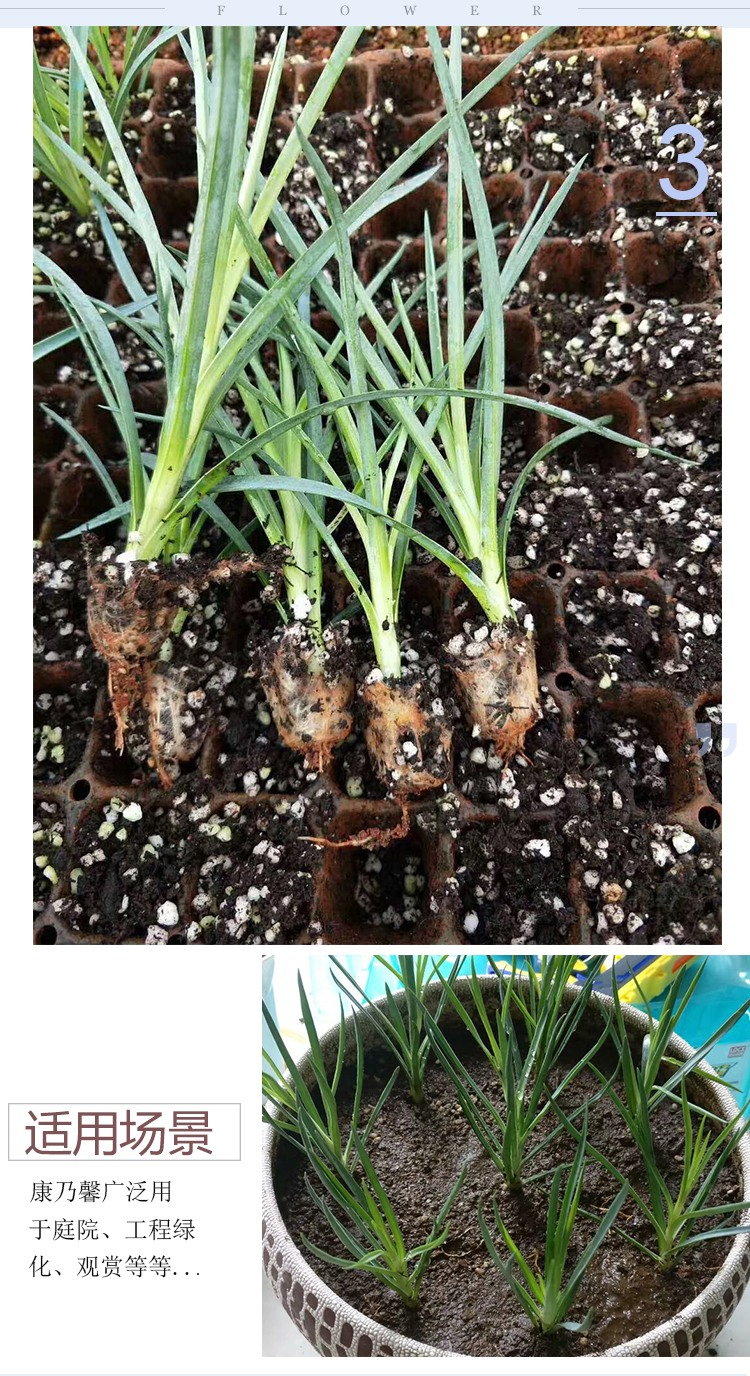 封后云南康乃馨花苗10棵盆栽不带盆四季开花室内室外易种活绿植花卉