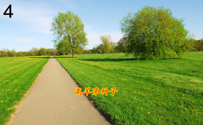 美国四季青坪种子四季青籽种耐寒耐践踏工程绿化护坡