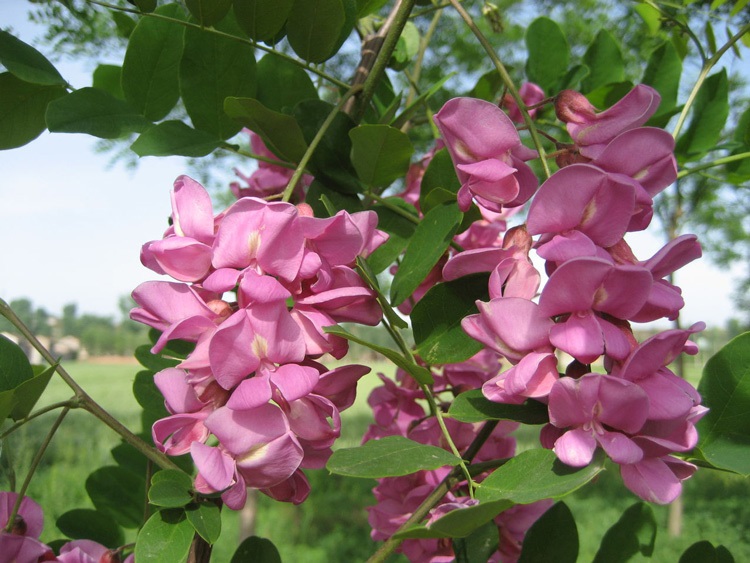 花槐苗洋槐树花可以食用国槐苗金槐苗5颗1米高可以食用的白花刺槐_480