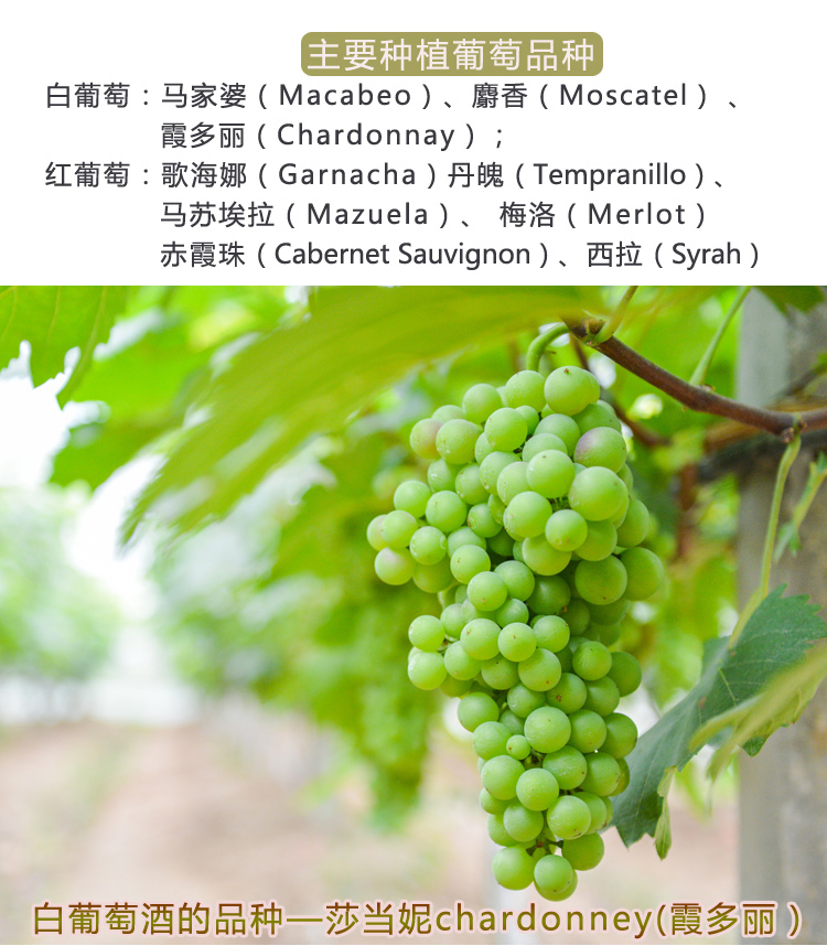 【海雅庄园(coto de hayas)进口葡萄酒】 西班牙海雅庄园干白葡萄酒