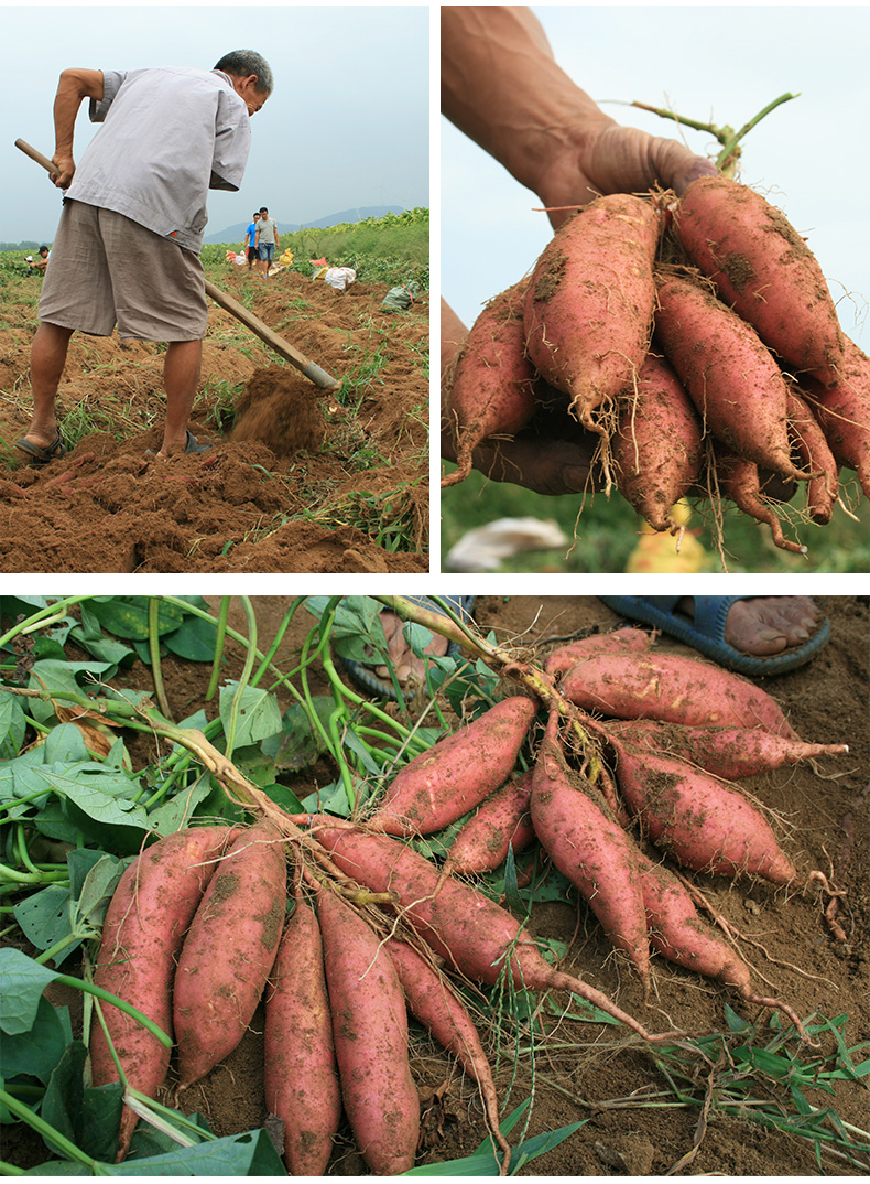 靓果汇新鲜紫薯9斤装单果100150g农家自种健康营养