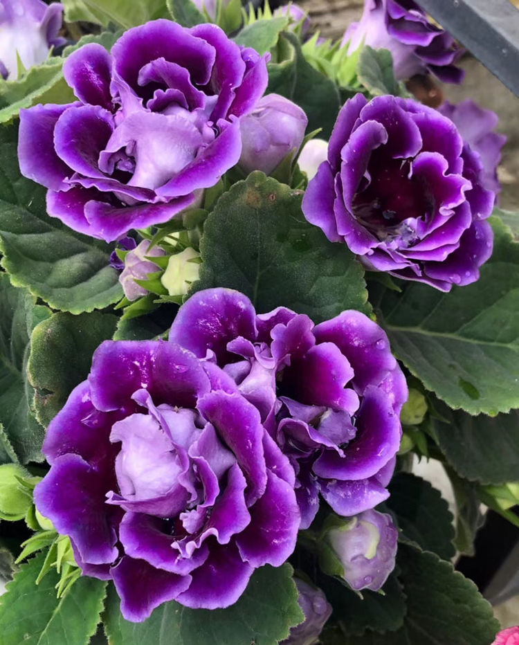 大岩桐花苗重瓣带花苞盆栽四季开花卉好养易活芙蓉花盆景室内植物大