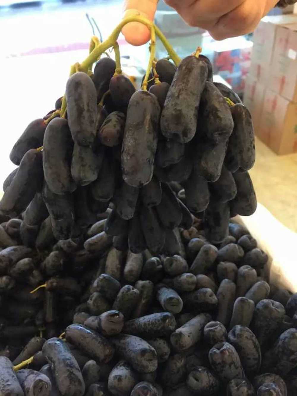 子暄买二送一六年大苗当年结果蓝宝石无籽葡萄苗提子苗葡萄树苗南北方