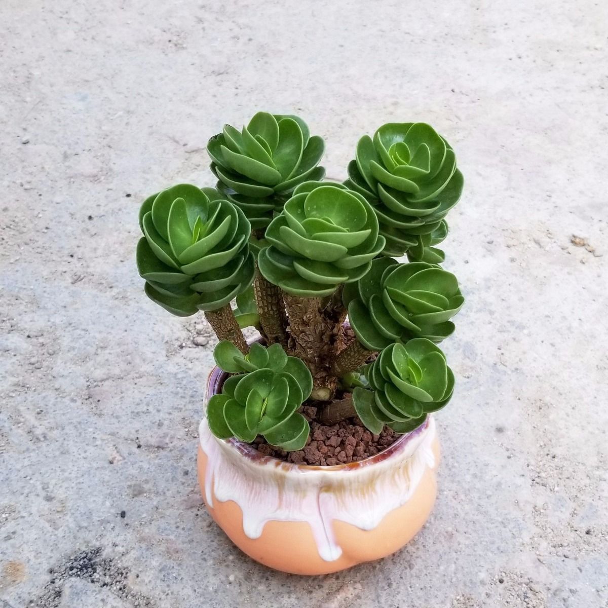 两年金钱木老桩白色陶瓷盆金钱木老桩多肉植物盆栽花卉植物室内发财树