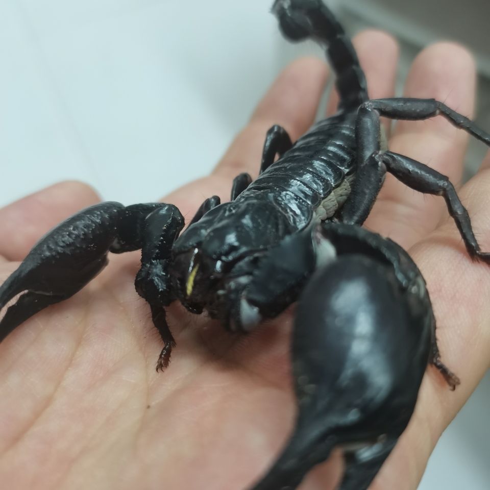 入门蝎23cm送四件用品亚洲巨型雨林蝎超大个体宠物蝎假帝王蝎幼苗成体