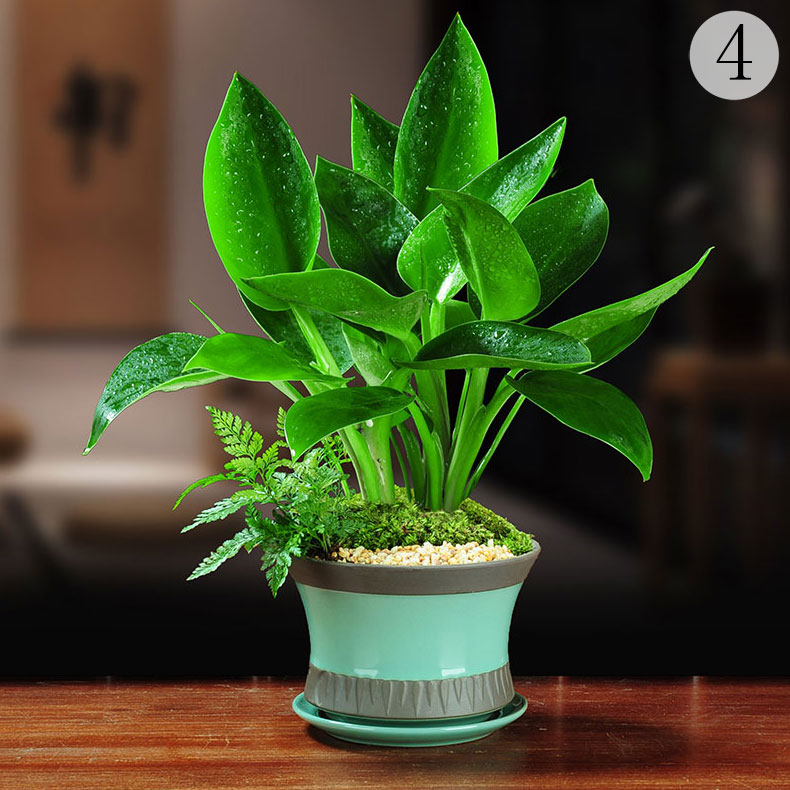 大叶金钻盆栽四季常青室内客厅办公桌面绿植花卉植物盆景净化空气