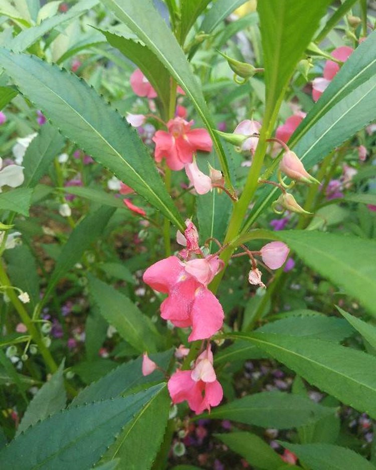 鳳仙花種子新採指甲花種子混色金鳳花景觀綠化盆栽庭院花