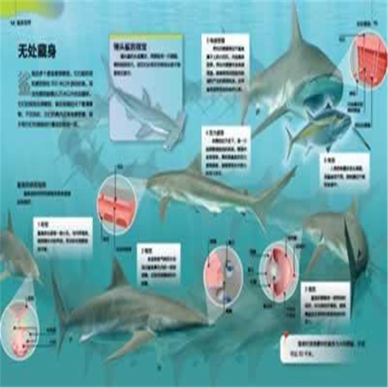 巨齒鯊一口能吞下5個人……鯊魚處於海洋食物鏈的頂層,可以吃任何東西