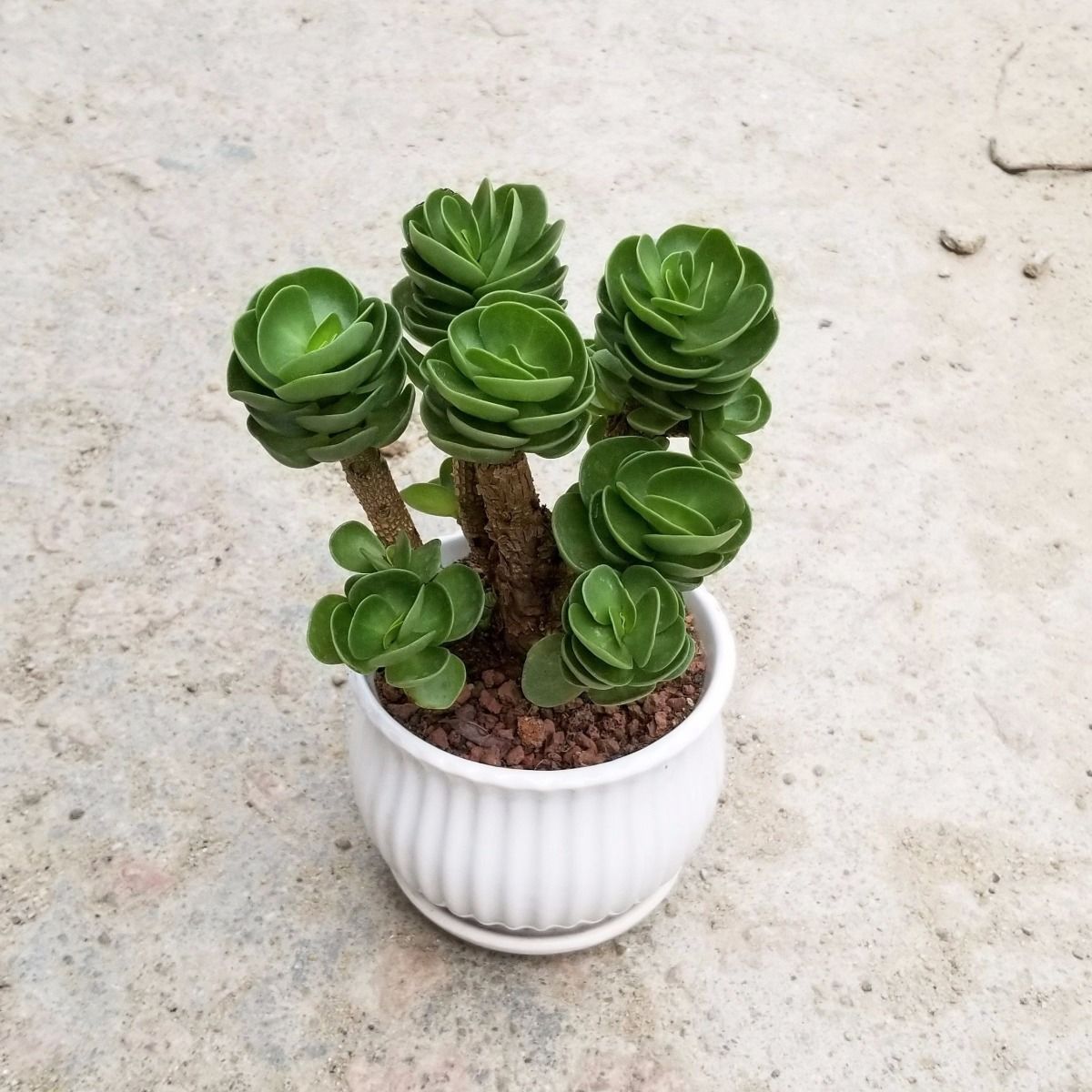 两年金钱木老桩白色陶瓷盆金钱木老桩多肉植物盆栽花卉植物室内发财树