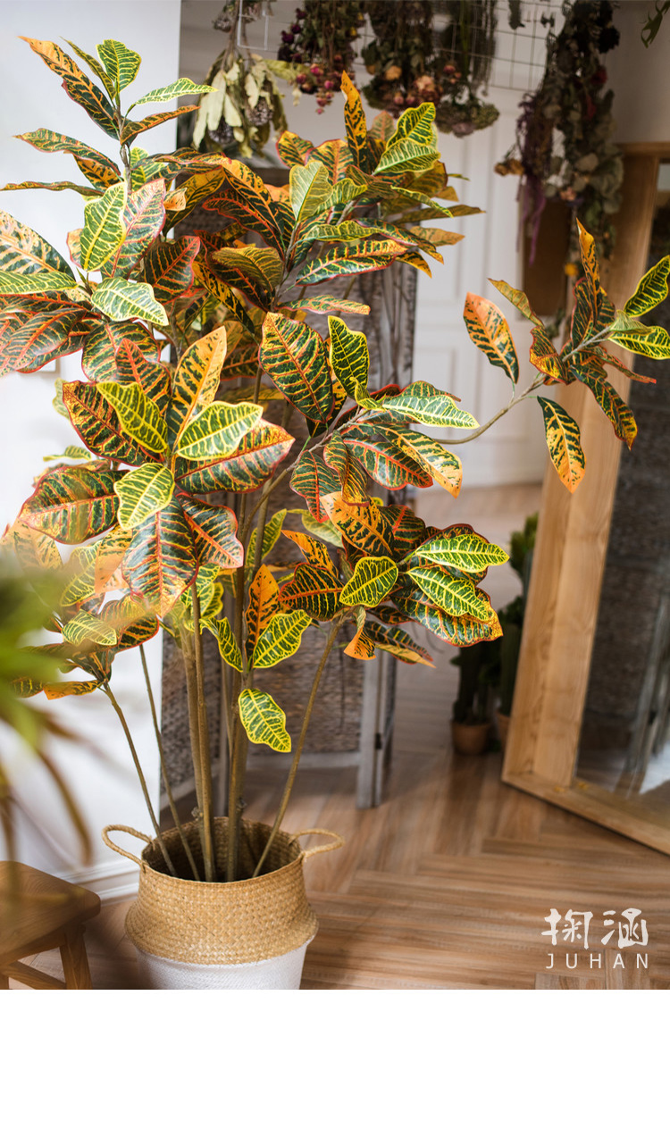 洒金榕树变色木超大型绿植盆景盆栽仿真植物地面装饰办公室非洲艺术古