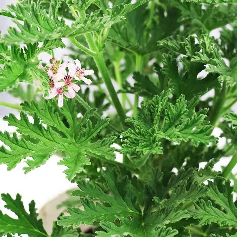 驱蚊草盆栽天然驱蚊植物四季常绿好养盆栽浓香绿植花卉提神驱蚊虫特价