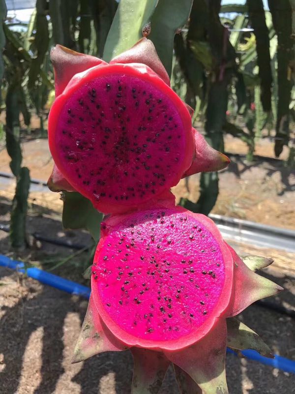 广西金都一号红心火龙果台湾引进品种当季新鲜水果中大果5斤邮