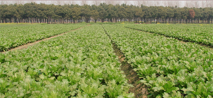 湛航酱菜 美味雪菜3斤雪里红咸菜正宗酱菜腌制下饭菜拌粥面特产【价格